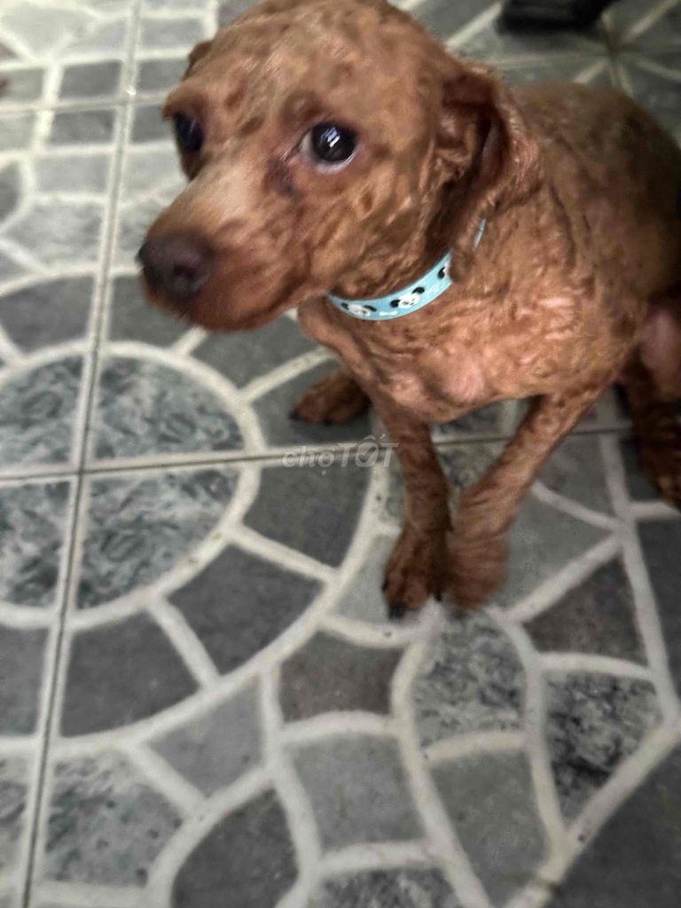 chó poodle. Mua bán Chó tại Quận 12 Tp Hồ Chí Minh được đăng bởi Hà Lê Đăng Khoa hình 1