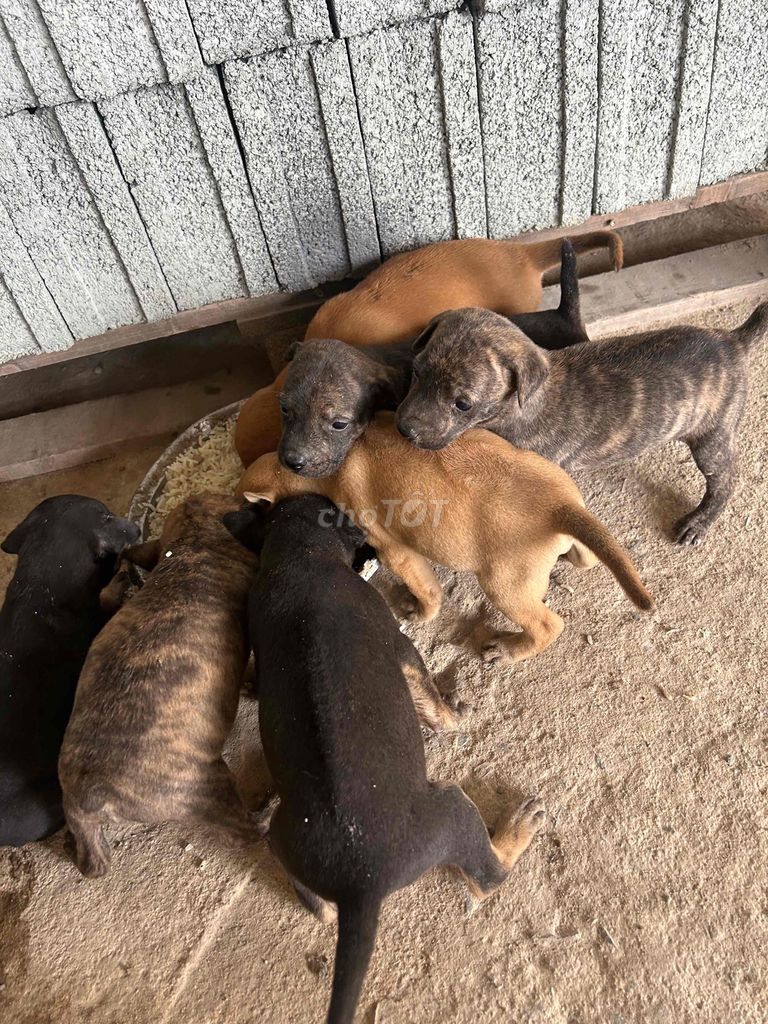 Chó Phú Quốc lai Rottweiler đã biết ăn. Mua bán Chó tại Huyện Chơn Thành Bình Phước được đăng bởi Thu Hồng hình 5