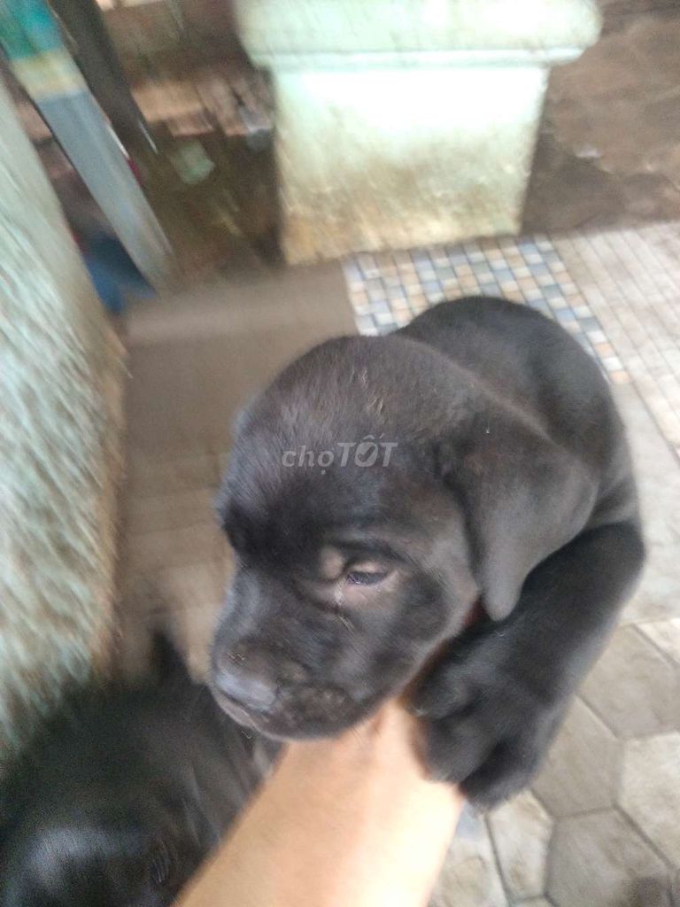 Chó lai Pitbull Rottweiler Ngao Ý 7 tuần. Mua bán Chó tại Thành phố Thủ Đức Tp Hồ Chí Minh được đăng bởi Le Hoathuan hình 4