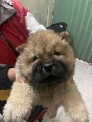 cần bán 4 chú chó chow chow 2 tháng tuổi. Mua bán Chó tại Quận Hai Bà Trưng Hà Nội được đăng bởi Khôi