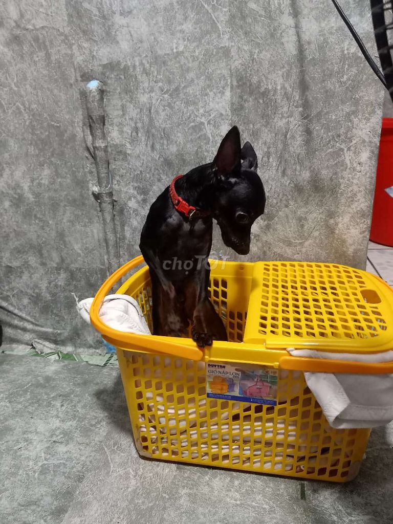 phóc hươu 1 năm tuổi. Mua bán Chó tại Quận 8 Tp Hồ Chí Minh được đăng bởi Truong Nguyen Hang hình 1