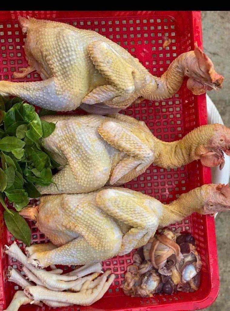 Gà nòi Đắk Lắk 1 kg. Mua bán Đồ ăn, thực phẩm và các loại khác tại Thành phố Dĩ An Bình Dương được đăng bởi Hoa Bất Tử hình 1