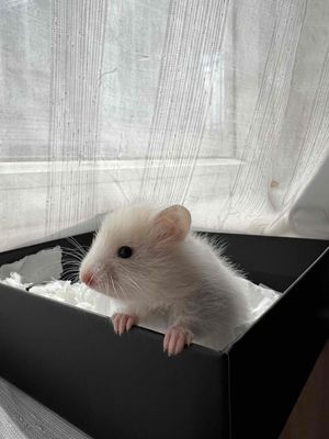 Hamster Bear baby tạng to Gen Trung 🇨🇳. Mua bán Thú cưng khác tại Thành phố Thủ Đức Tp Hồ Chí Minh được đăng bởi Vũ Minh Châu
