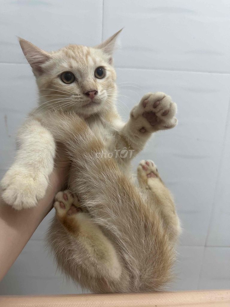 Mèo Anh lông dài đực 2 tháng. Mua bán Mèo tại Thành phố Biên Hòa Đồng Nai được đăng bởi thu thảo hình 1