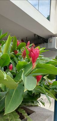 Cây Hạnh Phúc bông💕 đỏ hồng tuyệt đẹp💕. Mua bán Cây cảnh, đồ trang trí tại Quận Gò Vấp Tp Hồ Chí Minh được đăng bởi Tô Kem 