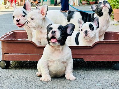 Chó French Bulldog bull pháp baby thuần chủng 2th