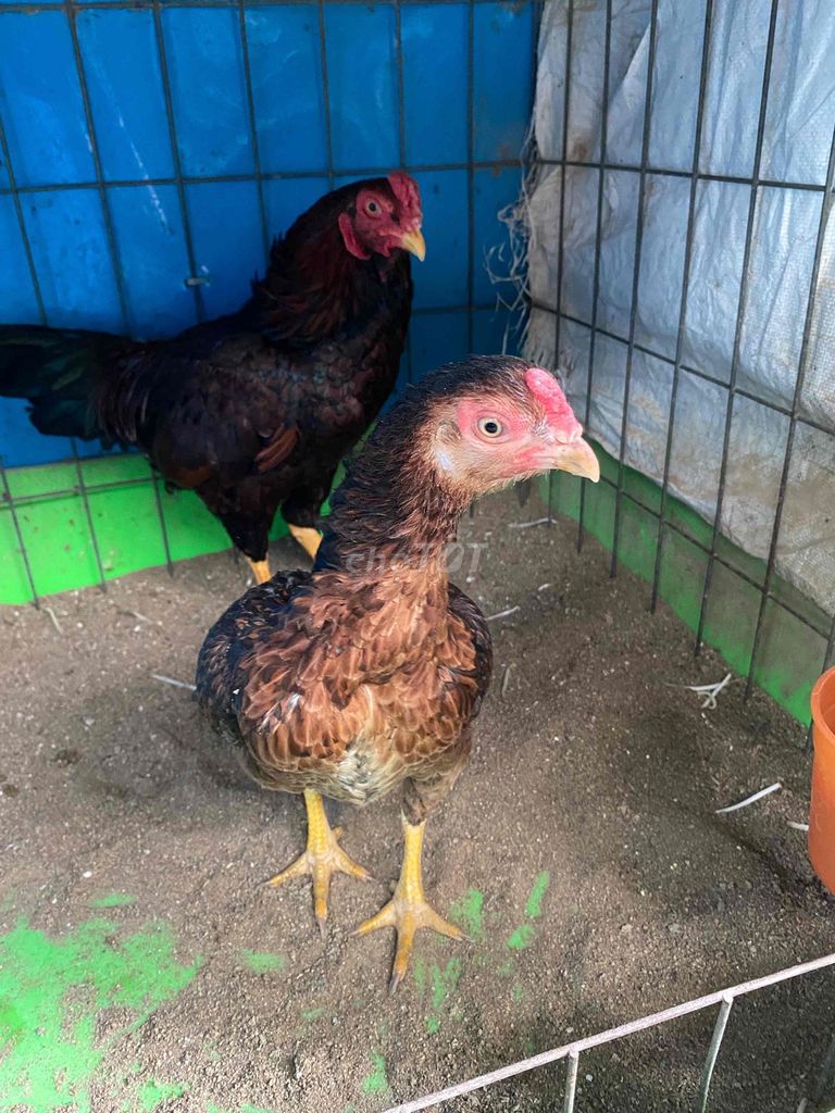 Gà Cornish (gà banh)❗️. Mua bán Gà tại Quận Bình Tân Tp Hồ Chí Minh được đăng bởi An Tâm hình 1