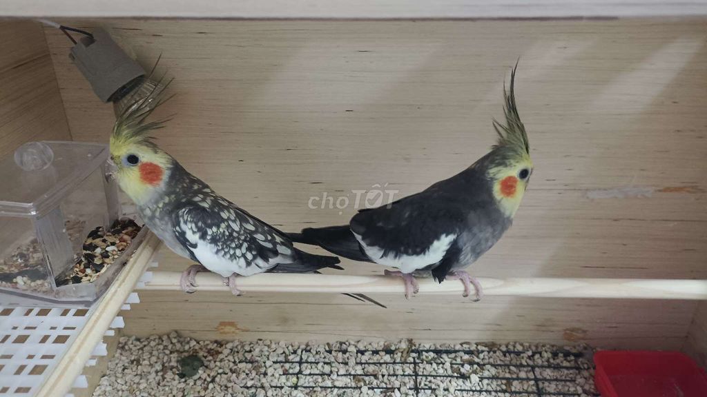 Vẹt Cockatiel Xám trắng vàng trống mái. Mua bán Chim tại Quận 1 Tp Hồ Chí Minh được đăng bởi Trần  hình 1