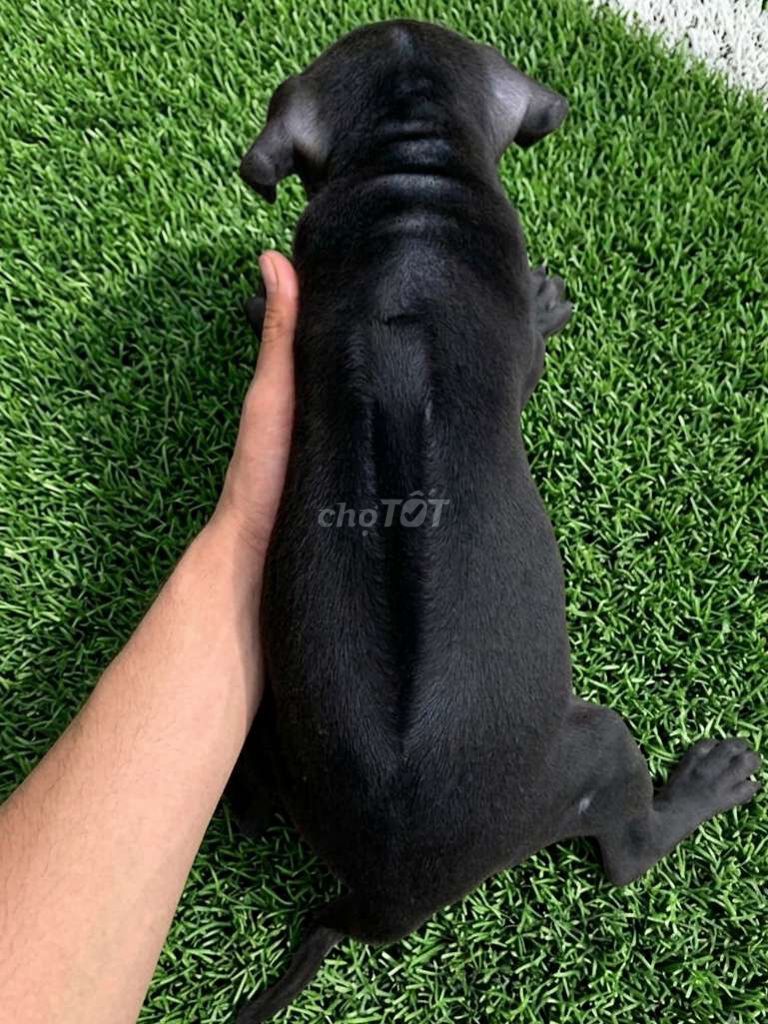 Chó Phú Quốc đen tuyền lưỡi đốm phong thủy. Mua bán Chó tại Quận 1 Tp Hồ Chí Minh được đăng bởi HƯNG LỘC PHÁT hình 1