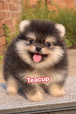 Chó Pomeranian Teacup