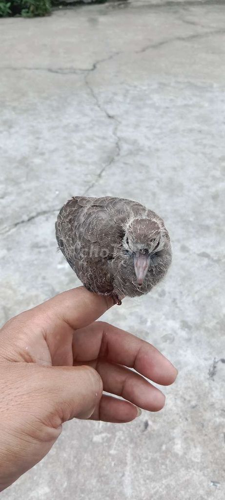Chim chào mào non màu Nâu xám. Mua bán Chim tại Quận Bình Thuỷ Cần Thơ được đăng bởi alo hình 1