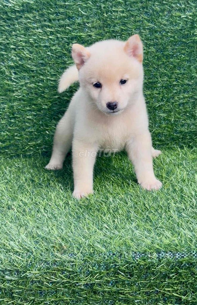 mấy bé shiba đến tuổi về nhà mới