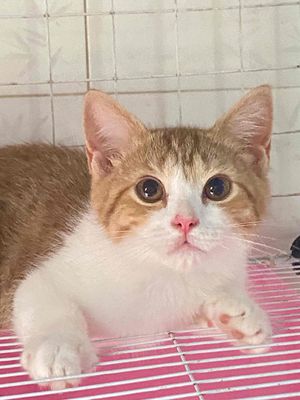 Mèo anh lông ngắn 2 bé đực 2.5 tháng