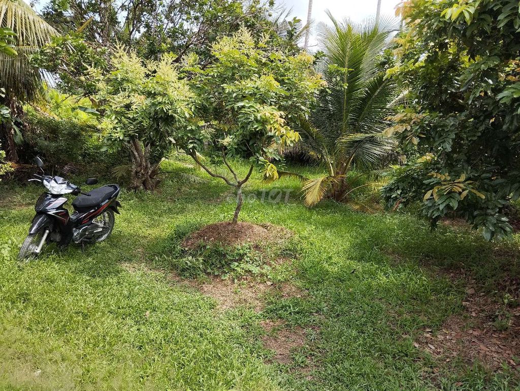 BÁN ĐẤT Ở+VƯỜN xã Phú Túc -Châu Thành Bến Tre