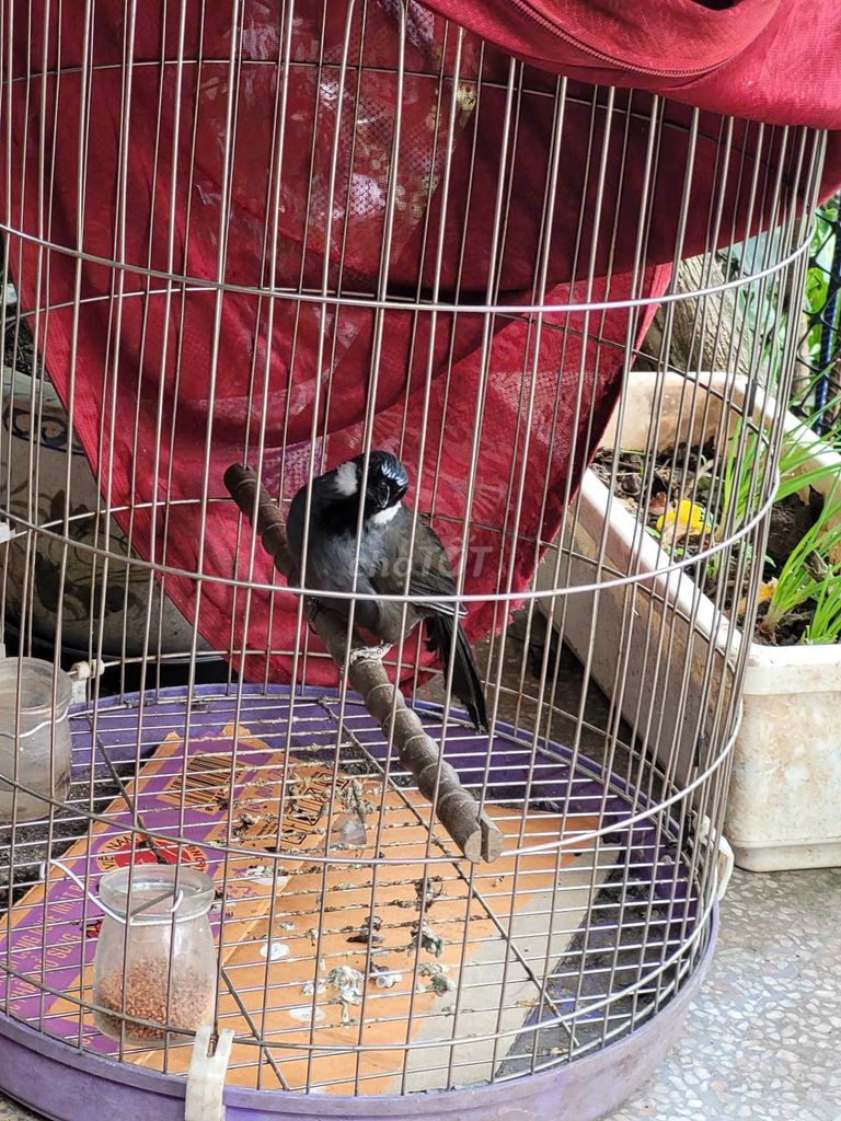 Khưới mái. Mua bán Chim tại Quận Long Biên Hà Nội được đăng bởi Hai xuan hình 1