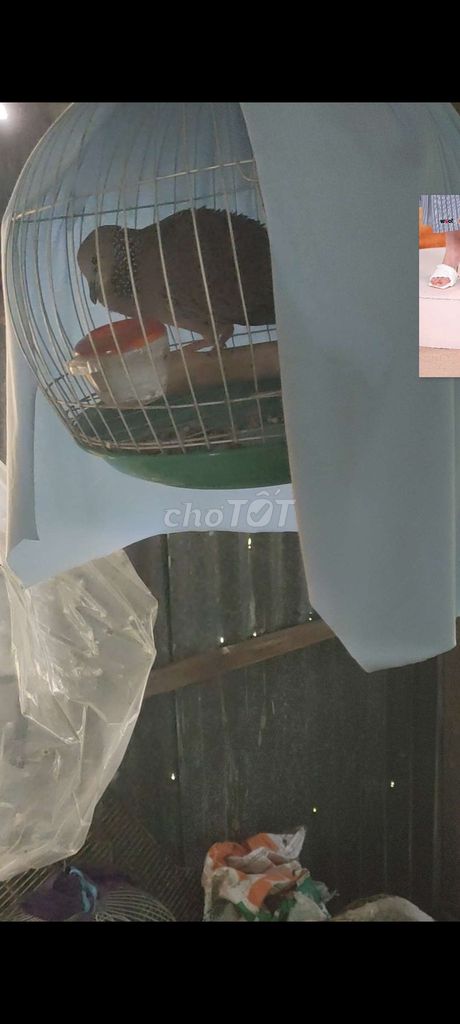 Chim cu gáy đực. Mua bán Chim tại Huyện Vĩnh Lợi Bạc Liêu được đăng bởi мr . trí hình 1