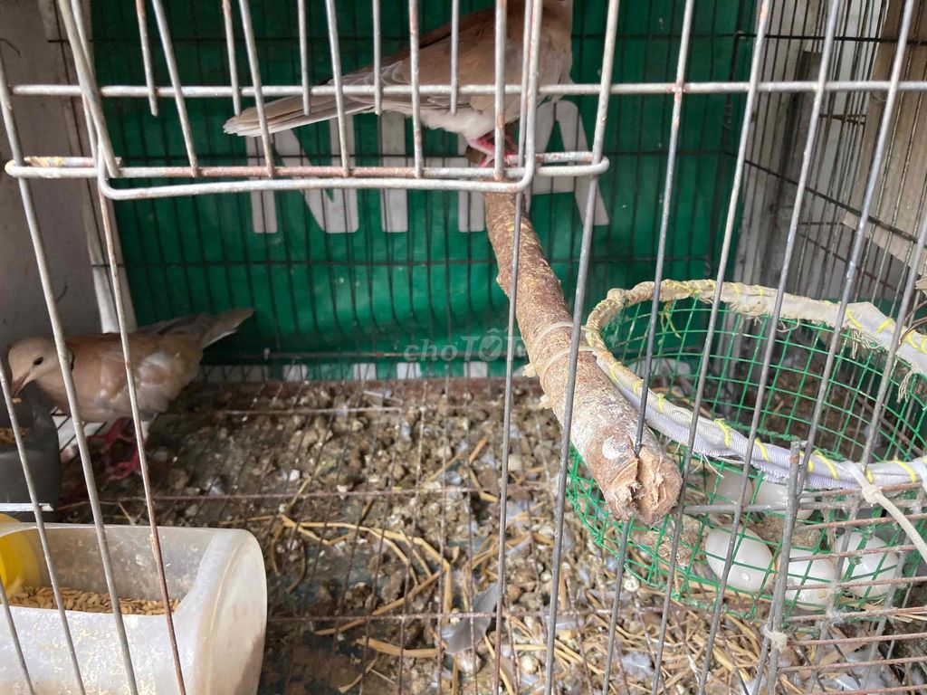 Chim cu pháp mái tơ đã đẻ. Mua bán Chim tại Quận Hoàng Mai Hà Nội được đăng bởi Huy hình 1