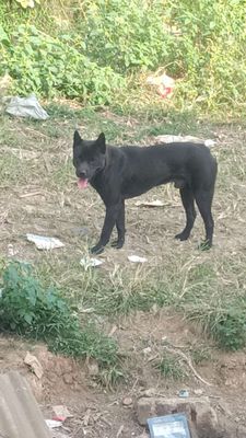 Chó Đen đực 13 tháng