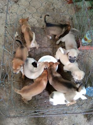 Chó con cần bán giá rẻ 200.000đ