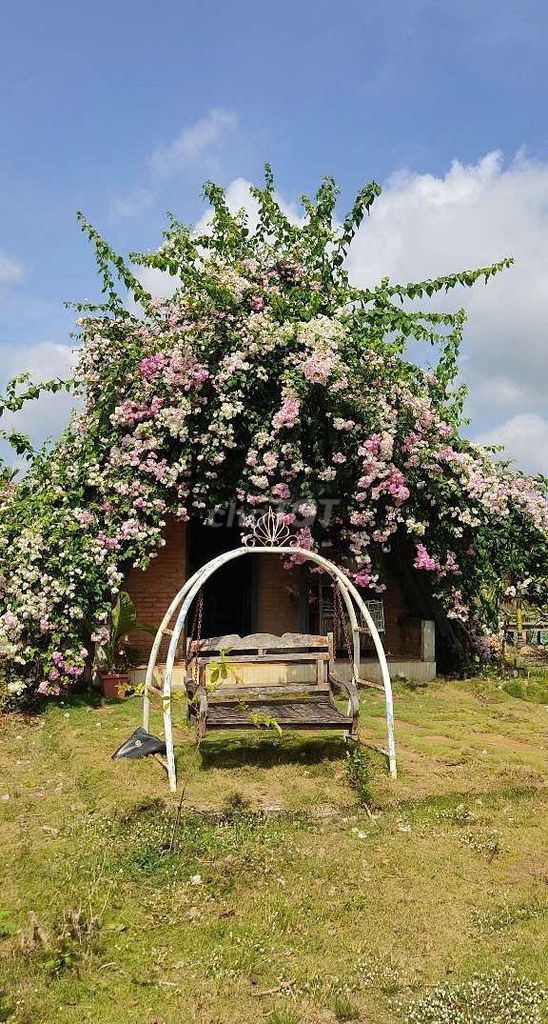 Thuê nguyên căn Homestay 100k/1 đêm