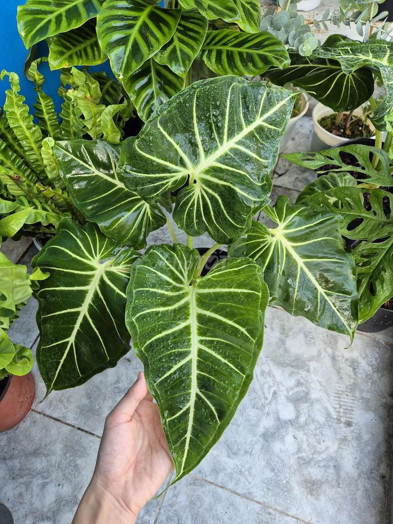 Alocasia Emerald Tide. Mua bán Cây cảnh, đồ trang trí tại Quận 3 Tp Hồ Chí Minh được đăng bởi Khánh Dương hình 1