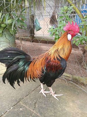 Que Sơn 3k. Mua bán Gà tại Huyện Bình Đại Bến Tre được đăng bởi Vua Lông Vũ