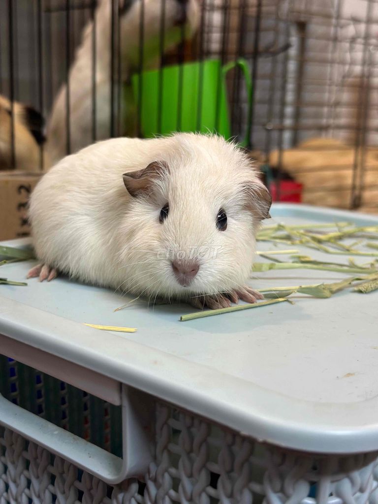 Chuột lang nhiều màu. Mua bán Thú cưng khác tại Quận Bắc Từ Liêm Hà Nội được đăng bởi Mai Phuong hình 1