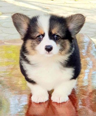 Corgi tricolor lông dài. Mua bán Chó tại Huyện Thanh Trì Hà Nội được đăng bởi Mira Lee