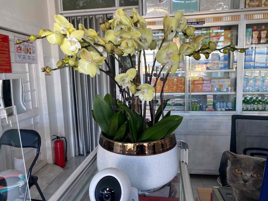 Chậu lan hồ điệp Vàng 50-60cm. Mua bán Cây cảnh, đồ trang trí tại Thị xã Bến Cát Bình Dương được đăng bởi Diem Phúc hình 1