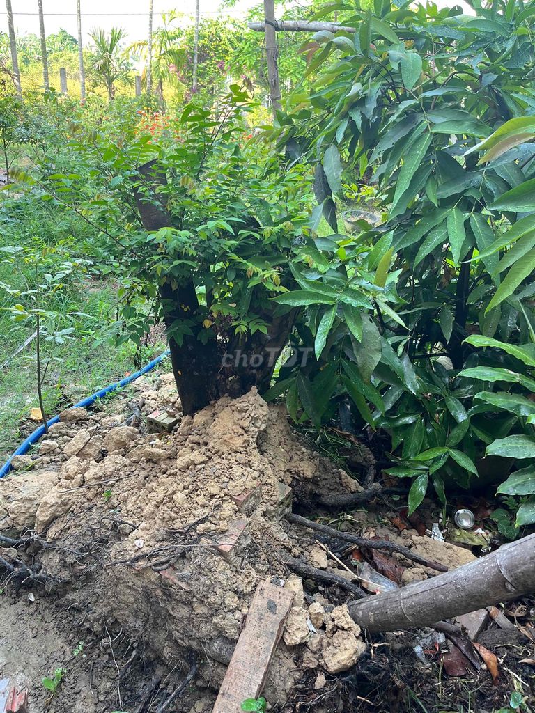 Cây khế Đã đào. Mua bán Cây cảnh, đồ trang trí tại Thị xã Điện Bàn Quảng Nam được đăng bởi Mr Đông hình 1