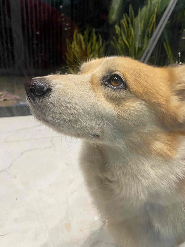 Dịch vụ phối giống Corgi Cái. Mua bán Phụ kiện, Thức ăn, Dịch vụ tại Thành phố Buôn Ma Thuột Đắk Lắk được đăng bởi Uyen hình 1