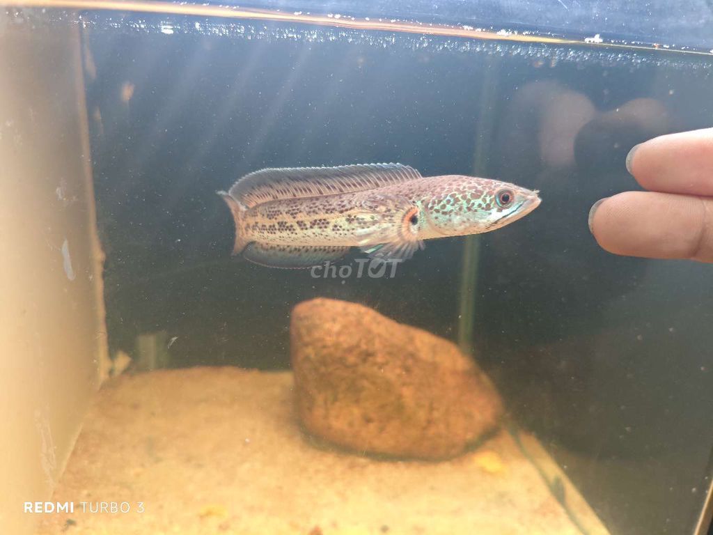 Cb trung size 7,10 có thể hơn