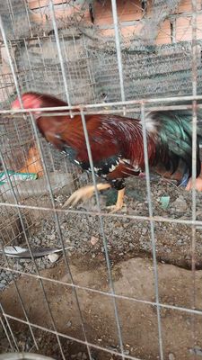 Bông 3k2. Mua bán Gà tại Huyện Hóc Môn Tp Hồ Chí Minh được đăng bởi Luong hoang nghia
