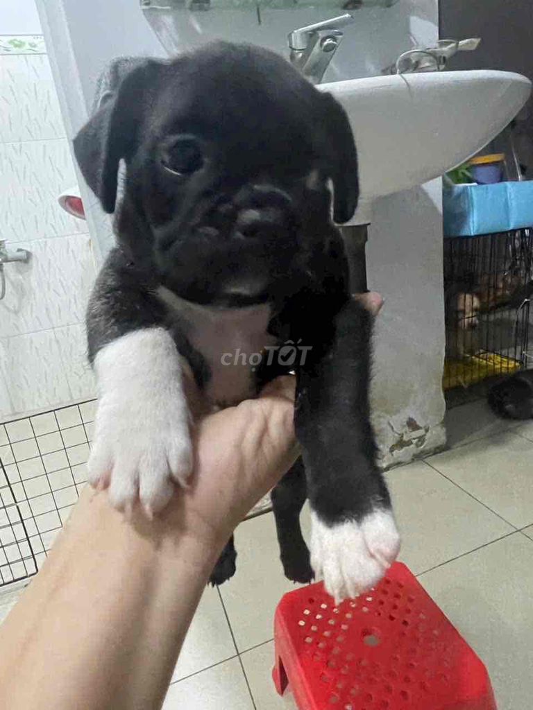 Chó nhà đẻ chuẩn pug Pháp. Mua bán Chó tại Quận 12 Tp Hồ Chí Minh được đăng bởi Anh Thư hình 3