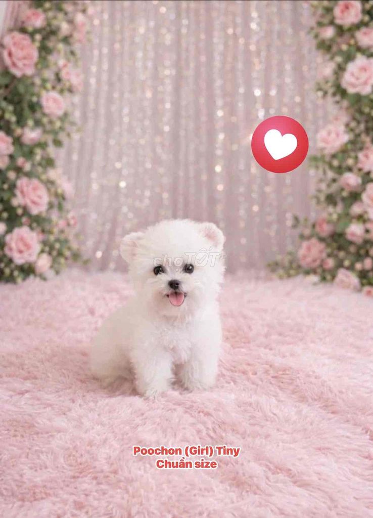 🍒🍒 POOCHON (GIRL) TAI GẤU TINY CHUẨN SIZE🍒🍒. Mua bán Chó tại Huyện Hóc Môn Tp Hồ Chí Minh được đăng bởi SIÊU PET SG UY TÍN  hình 1