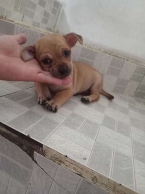Chihuahua lai 3th tuổi