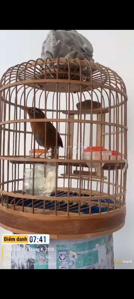Chim My Nâu Hót cao. Mua bán Chim tại Huyện Quốc Oai Hà Nội được đăng bởi Linh hình 1