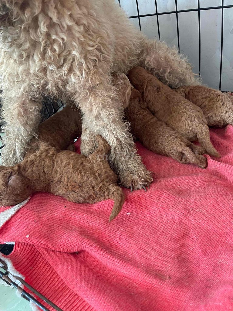 Chó Poodle nâu 20 ngày tuổi. Mua bán Chó tại Quận Cái Răng Cần Thơ được đăng bởi Song Châu hình 1