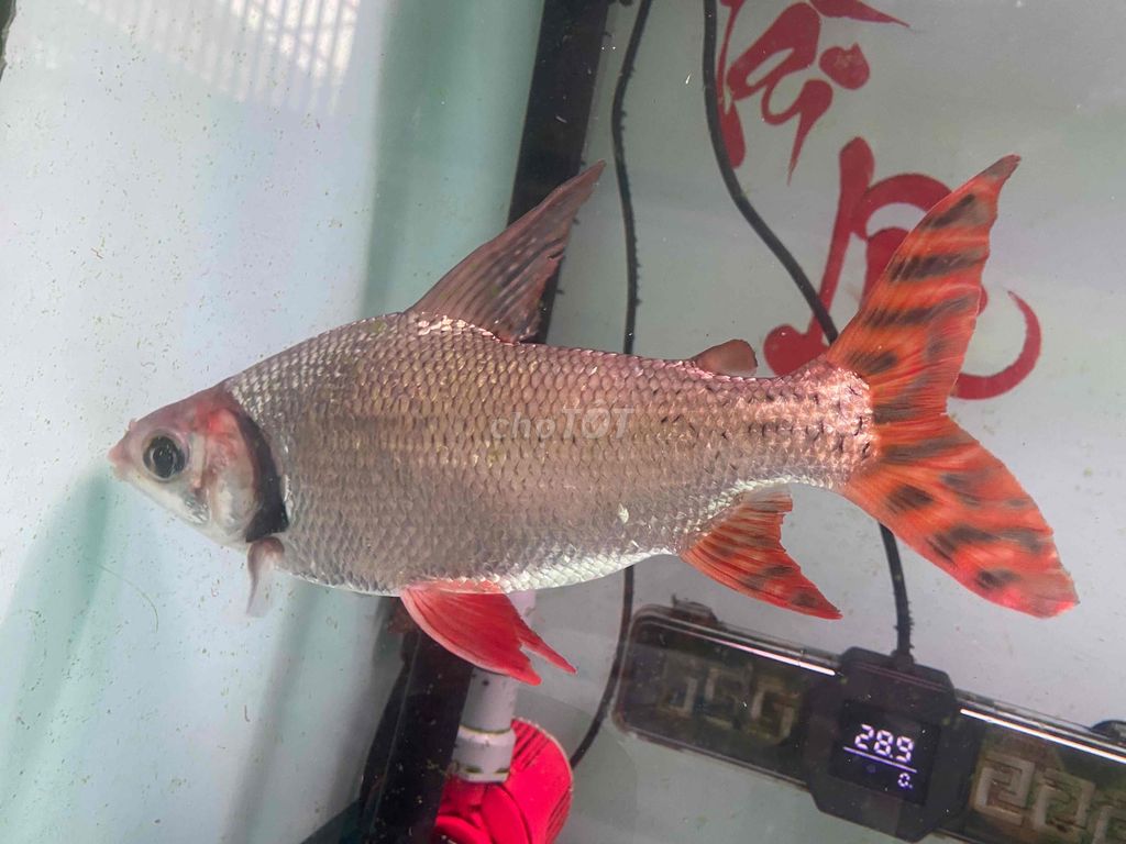 Cá Phi Phụng Size 30cm