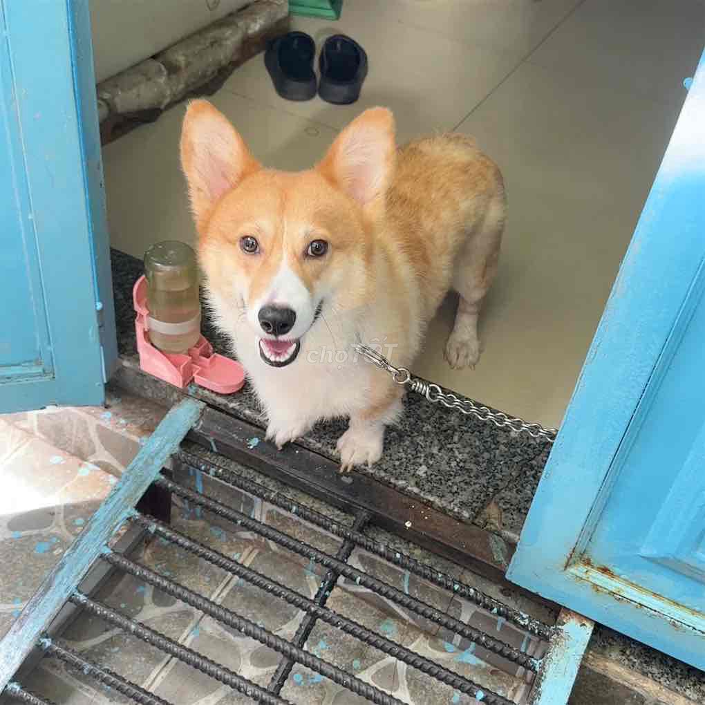 corgi đực còn zin 1 tuổi tròn