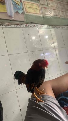 ai cần nhắn. Mua bán Gà tại Quận Bình Tân Tp Hồ Chí Minh được đăng bởi Namduong