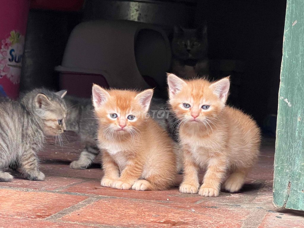 mèo lai ta. Mua bán Mèo tại Huyện Kim Bảng Hà Nam được đăng bởi Triệu Thị Hương Quỳnh hình 1