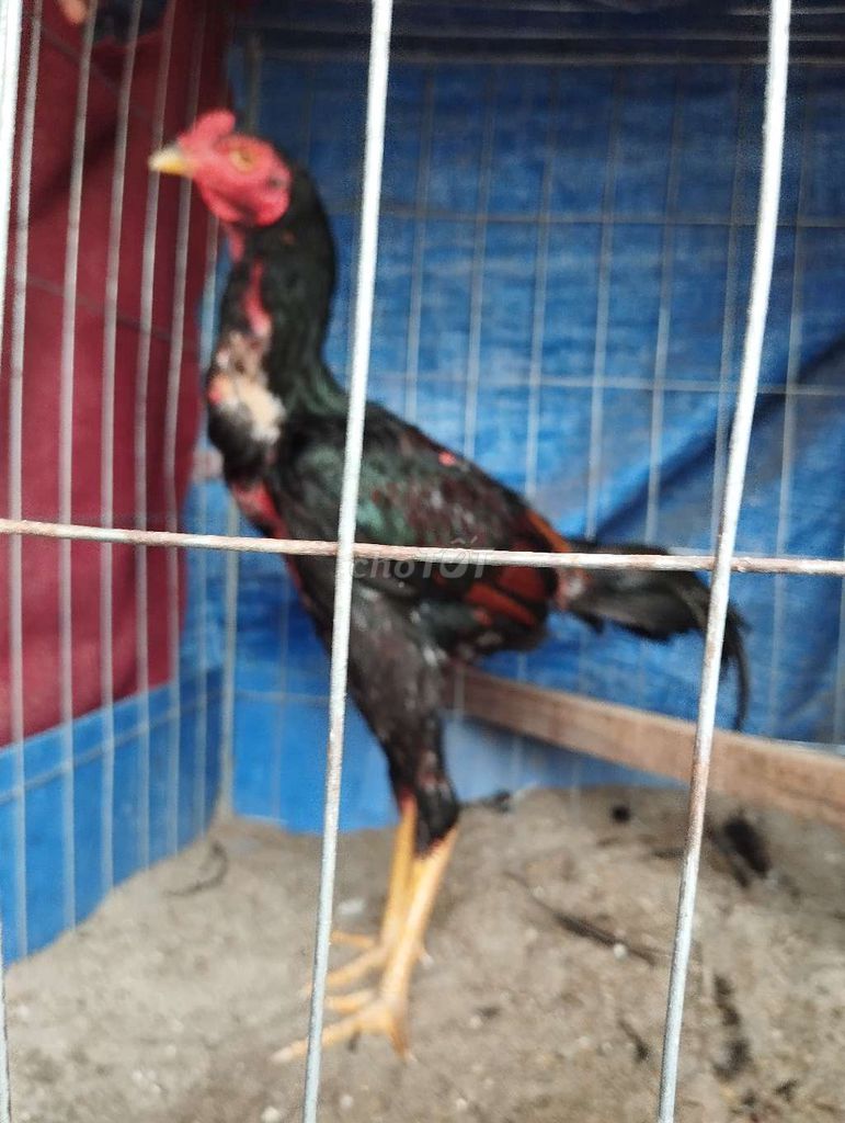 Gà đá Gà non Đực. Mua bán Gà tại Huyện Quỳnh Phụ Thái Bình được đăng bởi hoaiaudi hình 1