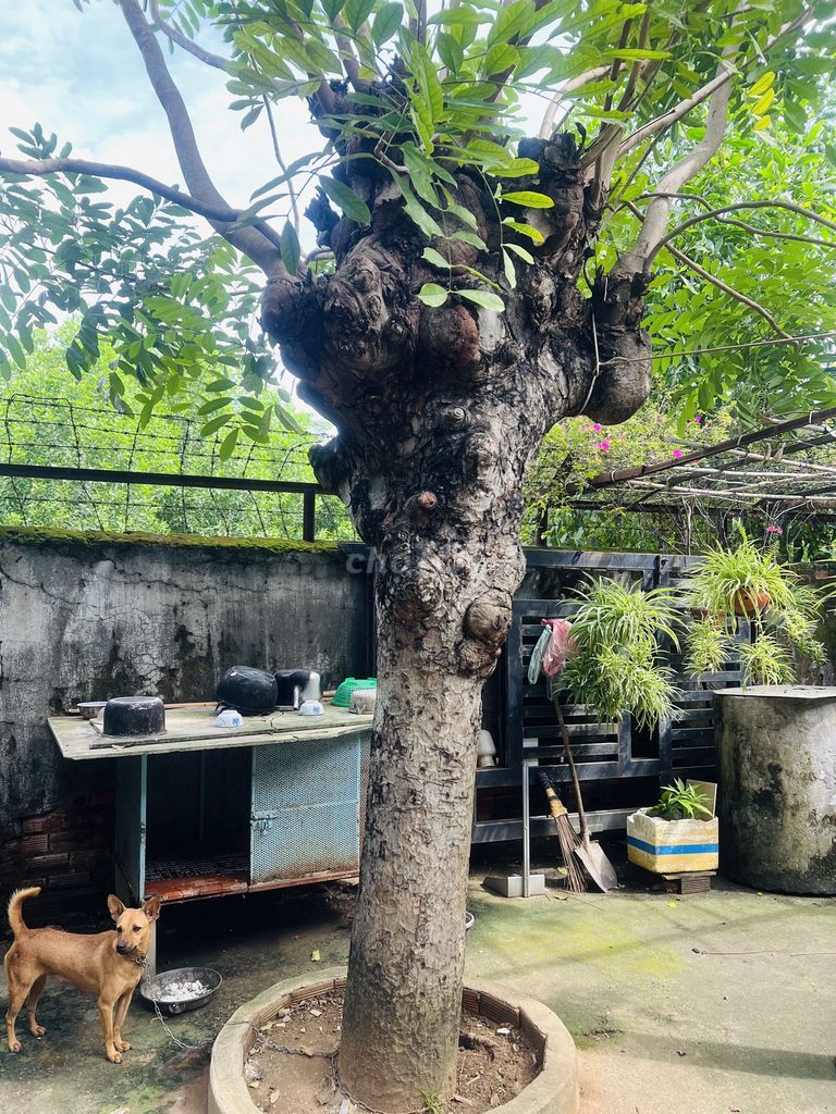 Bán 3 cây xà cừ dáng đẹp 30 năm, giá thoả thuận. Mua bán Cây cảnh, đồ trang trí tại Thành phố Biên Hòa Đồng Nai được đăng bởi Thảo hình 1