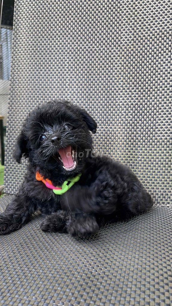 Chó Phốc Sóc lai Poodle cái 45 ngày đã tiêm. Mua bán Chó tại Quận 12 Tp Hồ Chí Minh được đăng bởi Hàng Hàng  hình 1