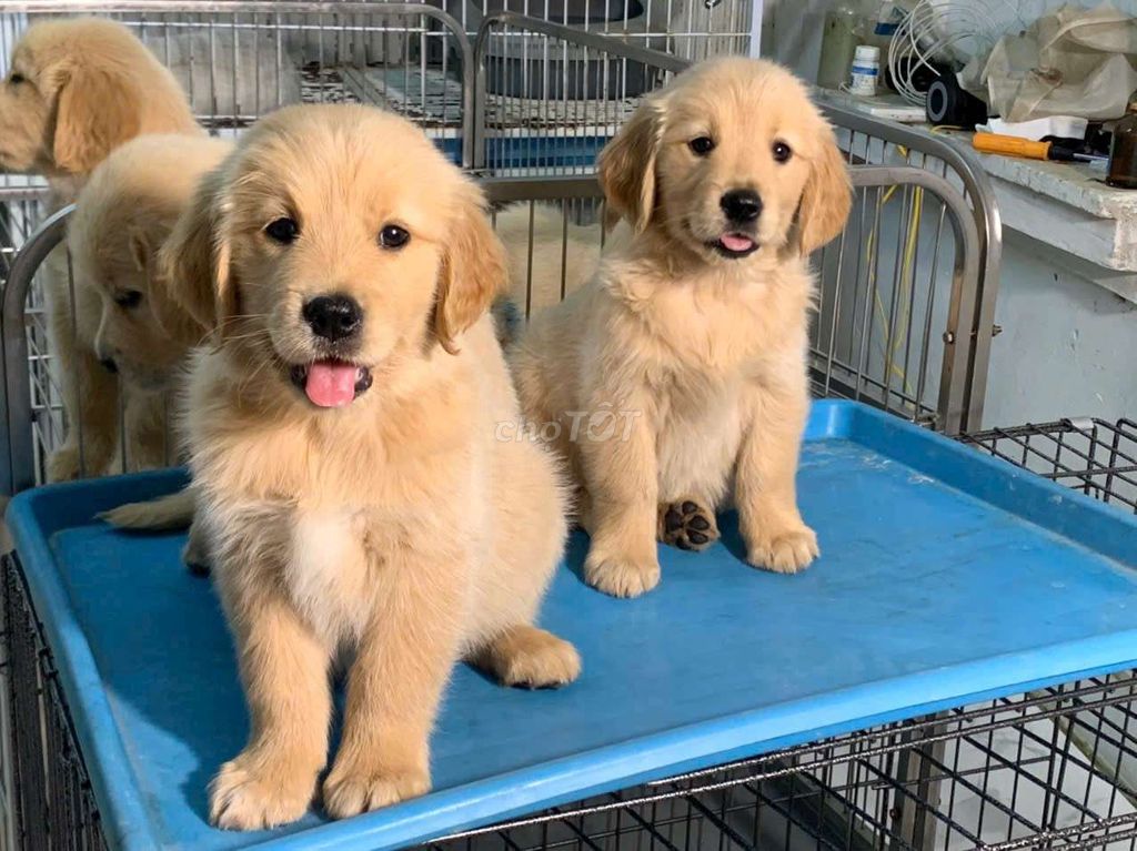 Chó Golden Retriever 2 tháng tại hn. Mua bán Chó tại Quận Hà Đông Hà Nội được đăng bởi Trang hình 1