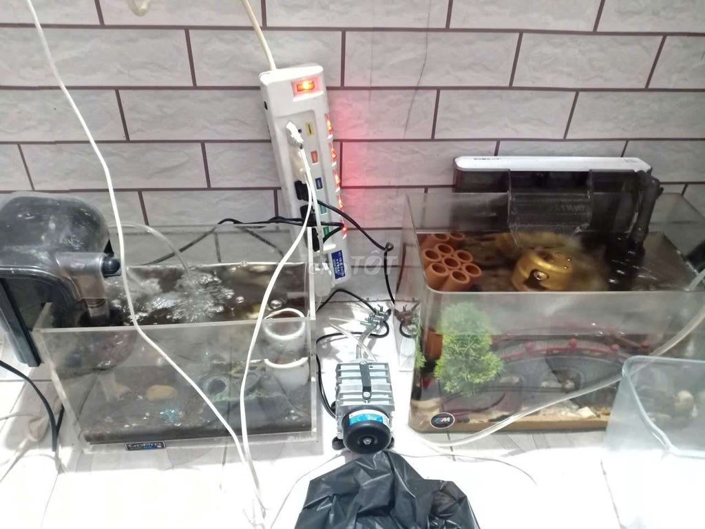 Hồ cá cảnh Kính Full bộ. Mua bán Phụ kiện, Thức ăn, Dịch vụ tại Quận Bình Tân Tp Hồ Chí Minh được đăng bởi guppy Phan Land hình 1