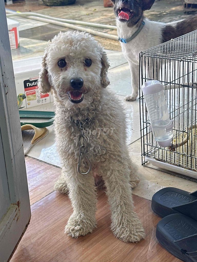 Chó Poodle đực Trắng. Mua bán Chó tại Thành phố Biên Hòa Đồng Nai được đăng bởi Phan Thanh Hà hình 1