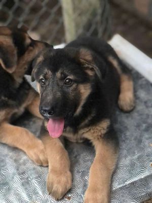 Chó Becgê Nga. Mua bán Chó tại Quận Ninh Kiều Cần Thơ được đăng bởi Penta Store