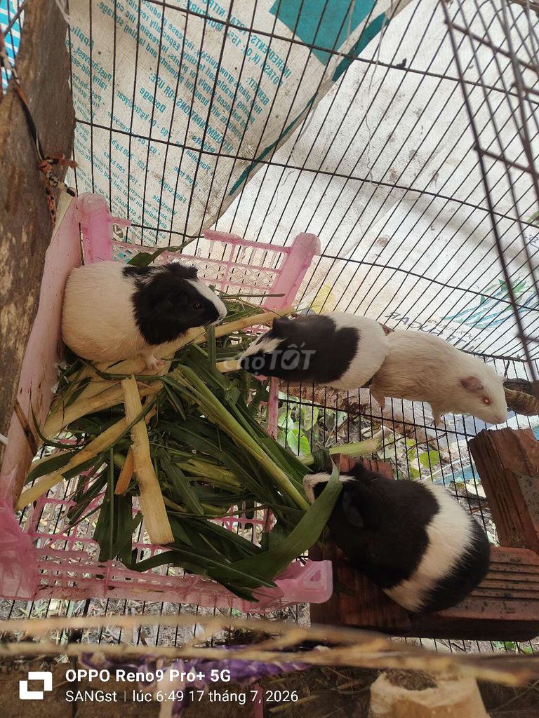 đàn chuột bọ đang ss 3 cái 1 đực+ 3 cái tơ . Mua bán Thú cưng khác tại Huyện Châu Phú An Giang được đăng bởi st hình 1